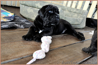 Кане корсо - звездный помет от двух чемпионов. - <ro>Изображение</ro><ru>Изображение</ru> #2, <ru>Объявление</ru> #1256489