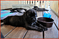 Кане корсо - звездный помет от двух чемпионов. - <ro>Изображение</ro><ru>Изображение</ru> #6, <ru>Объявление</ru> #1256489