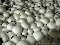 Продам шампиньоны со своего производства, Киевская обл  - <ro>Изображение</ro><ru>Изображение</ru> #1, <ru>Объявление</ru> #1280778