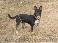 ОТДАМ собачку в добрые руки. - <ro>Изображение</ro><ru>Изображение</ru> #4, <ru>Объявление</ru> #1277805