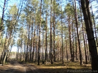 Продам участок в с.Цибли - <ro>Изображение</ro><ru>Изображение</ru> #3, <ru>Объявление</ru> #1278153