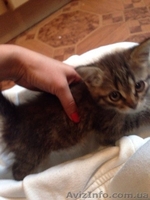 Срочно отдам в добрые руки котенка - <ro>Изображение</ro><ru>Изображение</ru> #3, <ru>Объявление</ru> #1284825