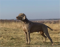 Щенки Веймаранера, 5 мальчиков. - <ro>Изображение</ro><ru>Изображение</ru> #4, <ru>Объявление</ru> #1283520