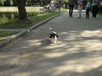 Американский кокер спаниель.КСУ-FCI. - <ro>Изображение</ro><ru>Изображение</ru> #3, <ru>Объявление</ru> #1285343