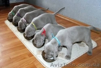 Щенки Веймаранера, 5 мальчиков. - <ro>Изображение</ro><ru>Изображение</ru> #1, <ru>Объявление</ru> #1283520