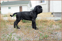 Кане корсо - щенки шоу-класса от двух чемпионов. - <ro>Изображение</ro><ru>Изображение</ru> #2, <ru>Объявление</ru> #1284924