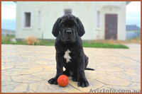 Кане корсо - щенки шоу-класса от двух чемпионов. - <ro>Изображение</ro><ru>Изображение</ru> #3, <ru>Объявление</ru> #1284924