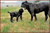 Кане корсо - щенки шоу-класса от двух чемпионов. - <ro>Изображение</ro><ru>Изображение</ru> #7, <ru>Объявление</ru> #1284924