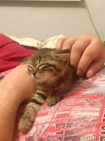 Срочно отдам в добрые руки котенка - <ro>Изображение</ro><ru>Изображение</ru> #2, <ru>Объявление</ru> #1284825