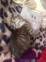 Срочно отдам в добрые руки котенка - <ro>Изображение</ro><ru>Изображение</ru> #1, <ru>Объявление</ru> #1284825