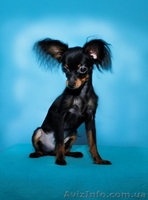 Той терьер щенок длинношерстный продам - <ro>Изображение</ro><ru>Изображение</ru> #3, <ru>Объявление</ru> #1306381