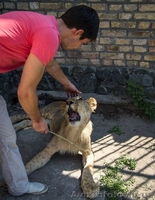 Молодой лев. Продается восхитительный лев - <ro>Изображение</ro><ru>Изображение</ru> #2, <ru>Объявление</ru> #1303606