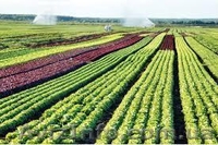 Купить чернозем Киев и Киевская область недорого доставка - <ro>Изображение</ro><ru>Изображение</ru> #7, <ru>Объявление</ru> #1295210