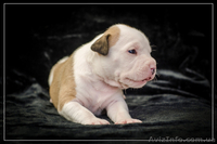 Щенки от Чемпионов Американский Стаффордширский Терьер(девочки). - <ro>Изображение</ro><ru>Изображение</ru> #1, <ru>Объявление</ru> #305088