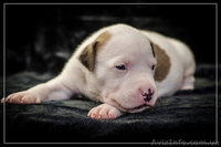 Резервирование высокопородных щенков амстаффа  - <ro>Изображение</ro><ru>Изображение</ru> #2, <ru>Объявление</ru> #1306445