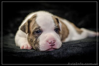 Резервирование высокопородных щенков амстаффа  - <ro>Изображение</ro><ru>Изображение</ru> #1, <ru>Объявление</ru> #1306445