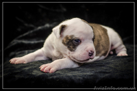 Резервирование высокопородных щенков амстаффа  - <ro>Изображение</ro><ru>Изображение</ru> #5, <ru>Объявление</ru> #1306445