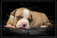 Резервирование высокопородных щенков амстаффа  - <ro>Изображение</ro><ru>Изображение</ru> #7, <ru>Объявление</ru> #1306445