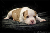 Щенки от Чемпионов Американский Стаффордширский Терьер(девочки). - <ro>Изображение</ro><ru>Изображение</ru> #5, <ru>Объявление</ru> #305088