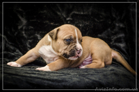 Резервирование высокопородных щенков амстаффа  - <ro>Изображение</ro><ru>Изображение</ru> #10, <ru>Объявление</ru> #1306445