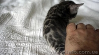 Элитные бенгальские котята выставочного класса по летней скидке - <ro>Изображение</ro><ru>Изображение</ru> #4, <ru>Объявление</ru> #1302557