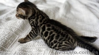 Элитные бенгальские котята выставочного класса по летней скидке - <ro>Изображение</ro><ru>Изображение</ru> #5, <ru>Объявление</ru> #1302557