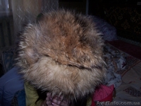 Шапка енотовая. теплая - <ro>Изображение</ro><ru>Изображение</ru> #1, <ru>Объявление</ru> #1309947