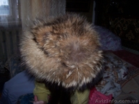 Шапка енотовая. теплая - <ro>Изображение</ro><ru>Изображение</ru> #2, <ru>Объявление</ru> #1309947