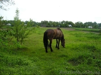 Мена, Черниговская область, Менский район, с.Гусавка ул.Радянська 49 - <ro>Изображение</ro><ru>Изображение</ru> #5, <ru>Объявление</ru> #1311433