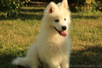 Нянька для детей самоед - <ro>Изображение</ro><ru>Изображение</ru> #2, <ru>Объявление</ru> #1309491