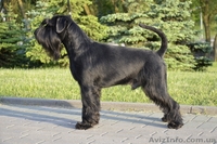 Щенки миттельшнауцера черного окраса - <ro>Изображение</ro><ru>Изображение</ru> #2, <ru>Объявление</ru> #1308586