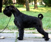 Щенки миттельшнауцера черного окраса - <ro>Изображение</ro><ru>Изображение</ru> #4, <ru>Объявление</ru> #1308586