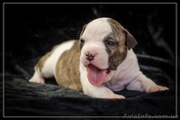 Роскошные щенки Ам.Стафф.Терьера КСУ. .. - <ro>Изображение</ro><ru>Изображение</ru> #2, <ru>Объявление</ru> #1309447