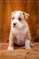 Красивые стаффодетки  - <ro>Изображение</ro><ru>Изображение</ru> #1, <ru>Объявление</ru> #1315131