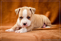 Предлагаю щенков АСТ  - <ro>Изображение</ro><ru>Изображение</ru> #1, <ru>Объявление</ru> #1312653