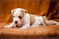 Красивые стаффодетки  - <ro>Изображение</ro><ru>Изображение</ru> #2, <ru>Объявление</ru> #1315131