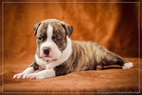 Красивые стаффодетки  - <ro>Изображение</ro><ru>Изображение</ru> #8, <ru>Объявление</ru> #1315131