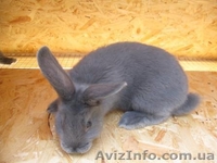 Продам кроликов породы Венский Голубой - <ro>Изображение</ro><ru>Изображение</ru> #4, <ru>Объявление</ru> #1317635