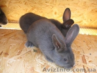 Продам кроликов породы Венский Голубой - <ro>Изображение</ro><ru>Изображение</ru> #3, <ru>Объявление</ru> #1317635