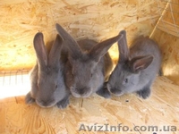 Продам кроликов породы Венский Голубой - <ro>Изображение</ro><ru>Изображение</ru> #1, <ru>Объявление</ru> #1317635