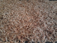 Продам черноморскую    креветку в розницу и    оптом - <ro>Изображение</ro><ru>Изображение</ru> #2, <ru>Объявление</ru> #1318895