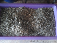 Продам черноморскую    креветку в розницу и    оптом - <ro>Изображение</ro><ru>Изображение</ru> #3, <ru>Объявление</ru> #1318895