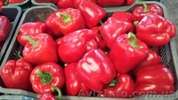 Перец. Прямые поставки из Испании - <ro>Изображение</ro><ru>Изображение</ru> #1, <ru>Объявление</ru> #1329032