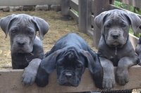 Щенки кане корсо из профессионального питомника - <ro>Изображение</ro><ru>Изображение</ru> #1, <ru>Объявление</ru> #1325059