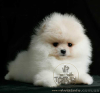 Щенки карликового Померанского шпица VIP-Classa!!!! - <ro>Изображение</ro><ru>Изображение</ru> #1, <ru>Объявление</ru> #1319633
