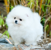 Щенки карликового Померанского шпица VIP-Classa!!!! - <ro>Изображение</ro><ru>Изображение</ru> #2, <ru>Объявление</ru> #1319633