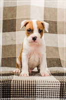 Малышня  Амстффы - <ro>Изображение</ro><ru>Изображение</ru> #2, <ru>Объявление</ru> #1323315