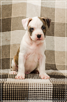 Малышня  Амстффы - <ro>Изображение</ro><ru>Изображение</ru> #3, <ru>Объявление</ru> #1323315