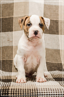 Малышня  Амстффы - <ro>Изображение</ro><ru>Изображение</ru> #5, <ru>Объявление</ru> #1323315