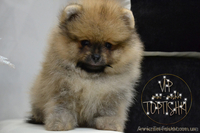 Щенки карликового Померанского шпица VIP-Classa!!!! - <ro>Изображение</ro><ru>Изображение</ru> #5, <ru>Объявление</ru> #1319633